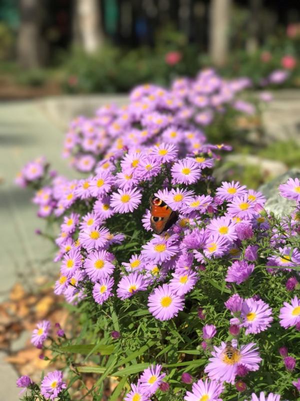 Сентябрь 2017